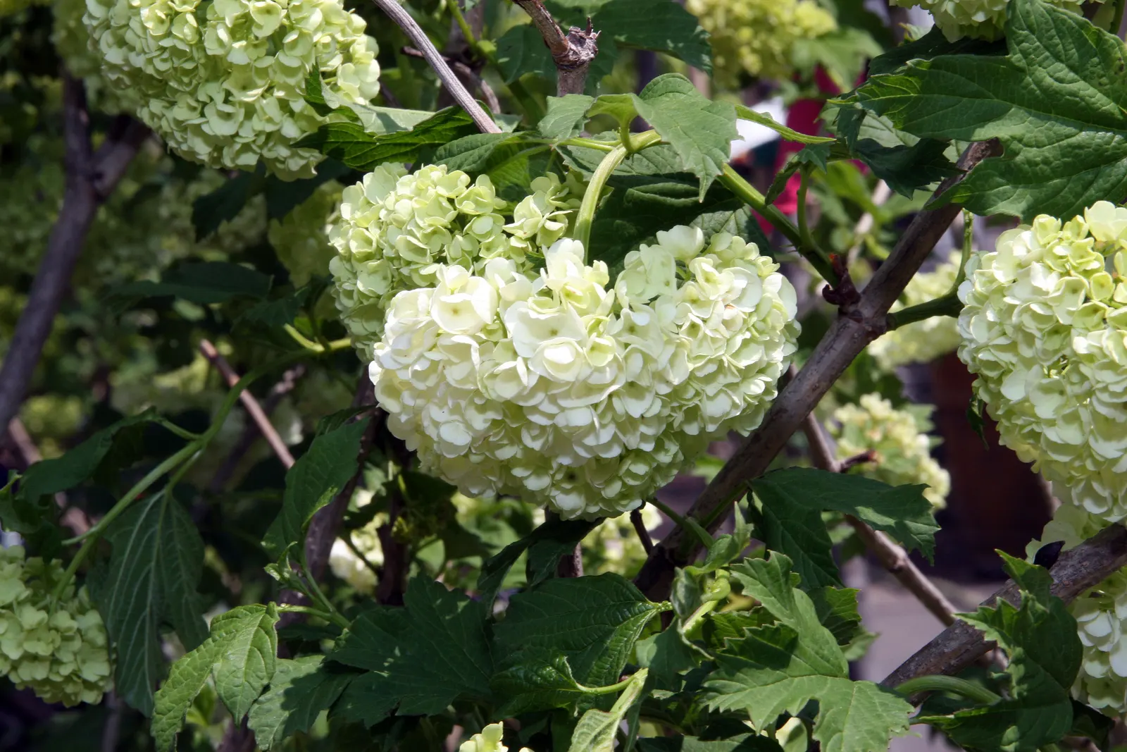 Common Snowball (Viburnum Opulus 'Roseum') — is a deciduous ornamental shrub that serves as a stunning focal point in any landscape design; the, image 82