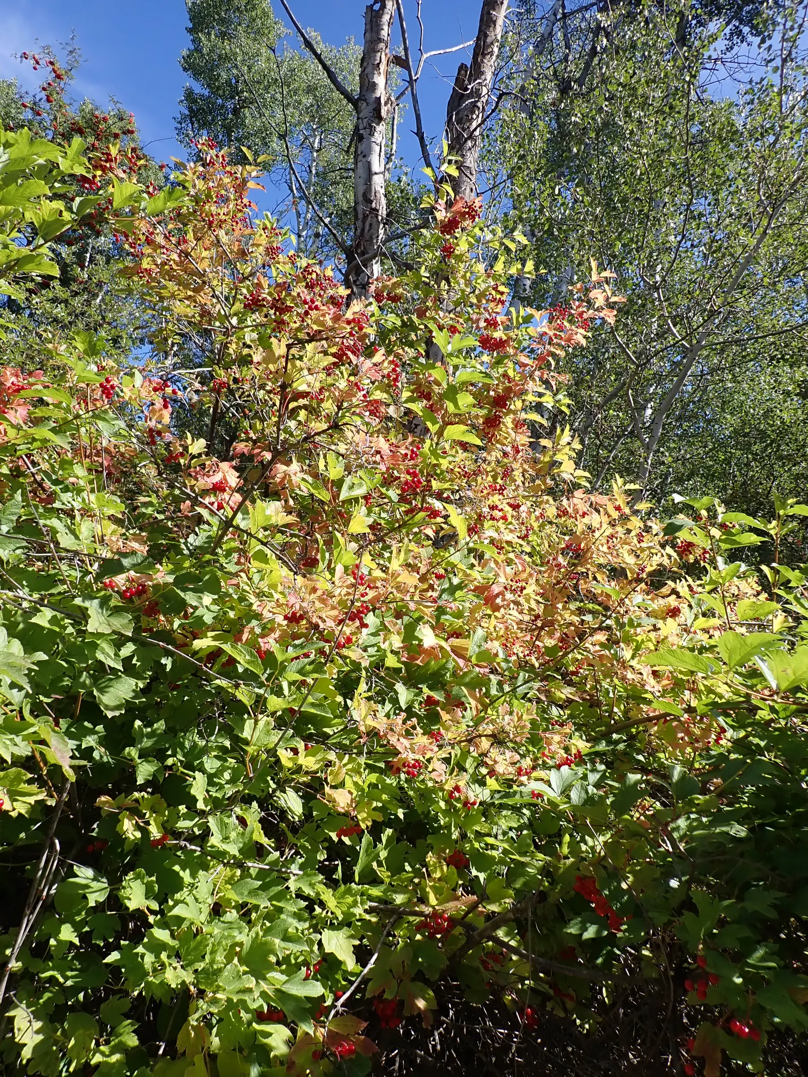 Common Snowball (Viburnum Opulus 'Roseum') — shrub with white blooms; the Common Snowball thrives in well-drained