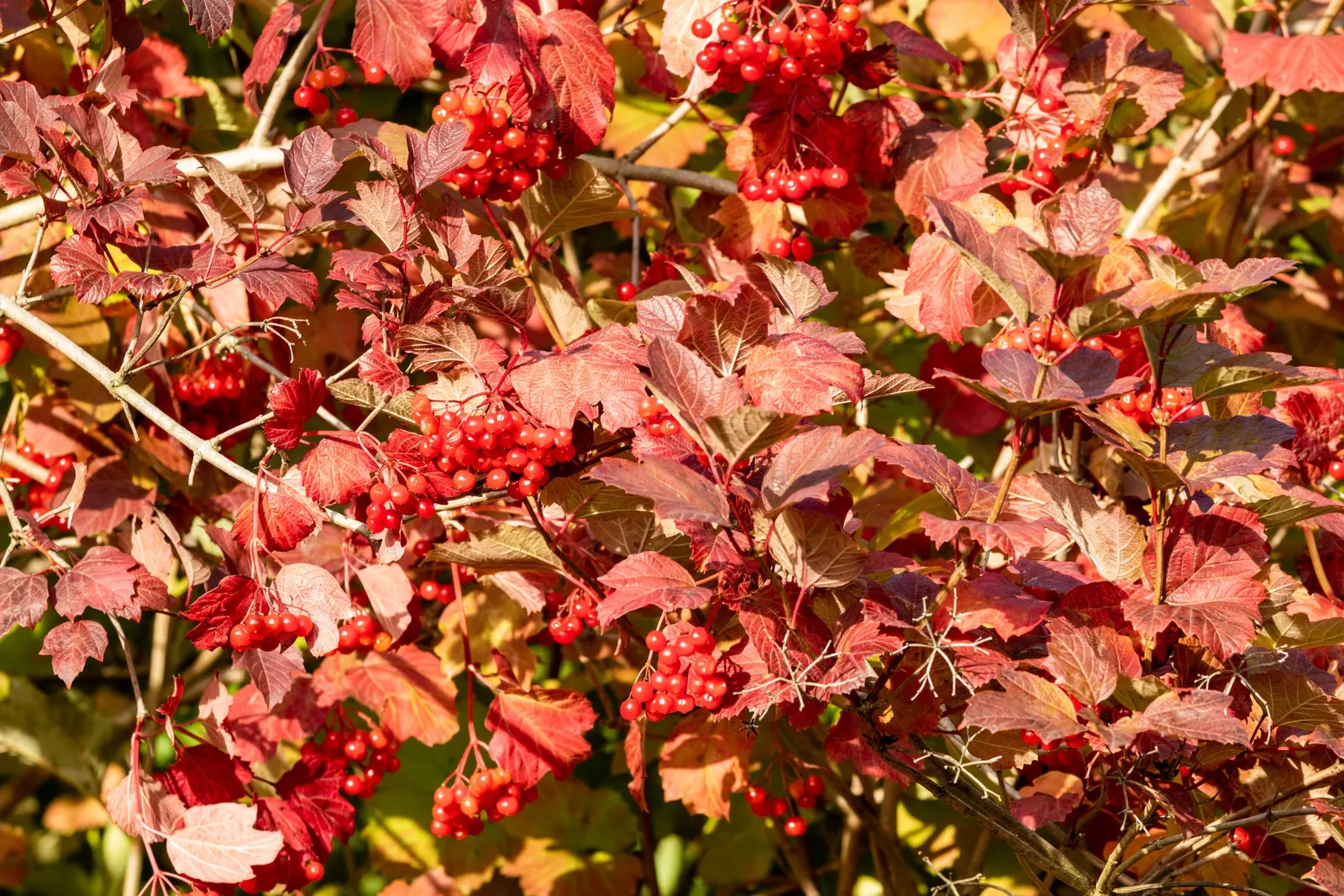 Common Snowball (Viburnum Opulus 'Roseum') — loamy soil but is relatively adaptable to various soil types.<br><br>Hardy in USDA Zones 3 through 8, image 66