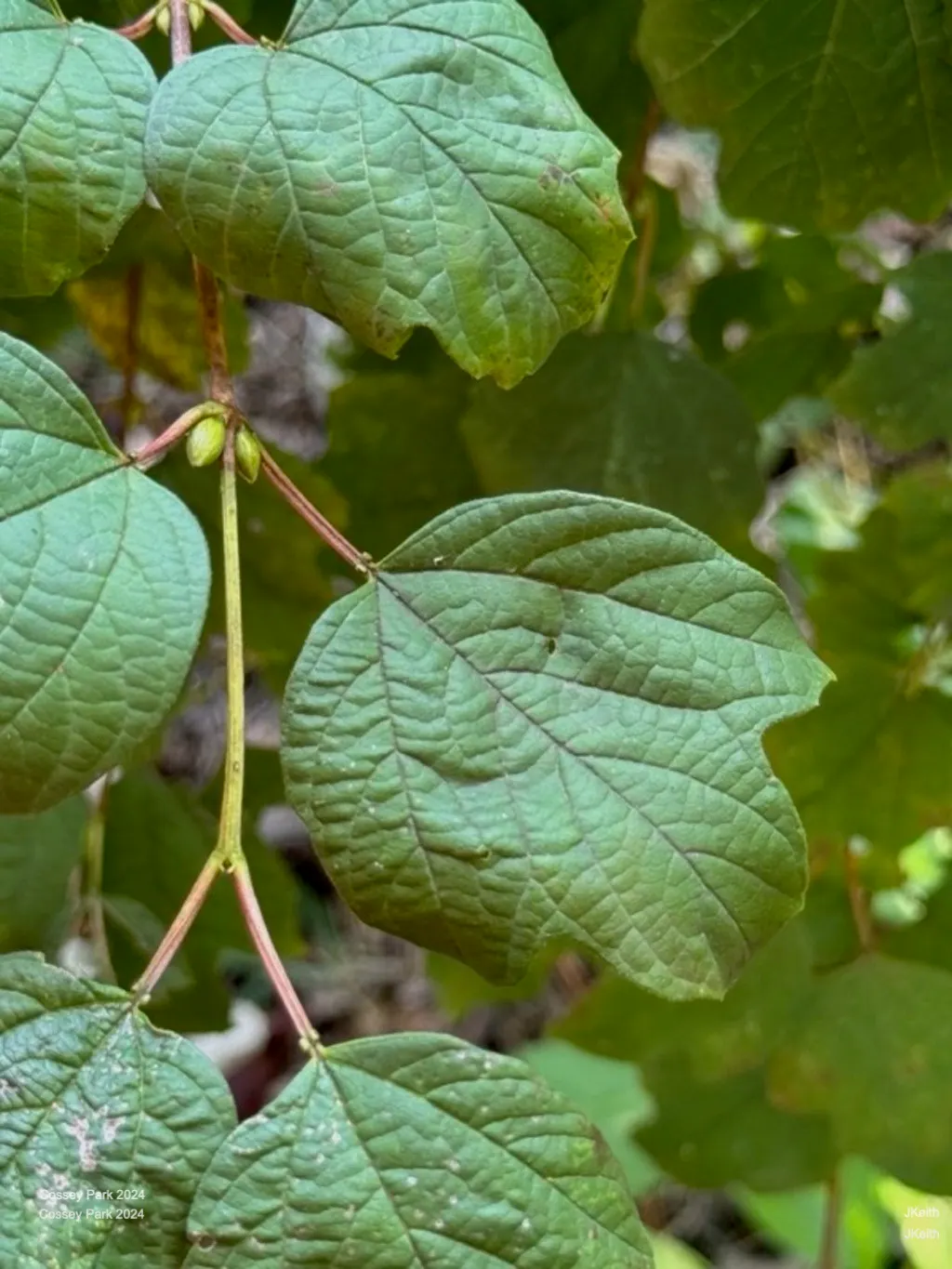 Common Snowball (Viburnum Opulus 'Roseum') — the Viburnum opulus 'Roseum' presents a compelling choice for clients desiring a low-maintenance; when, image 96