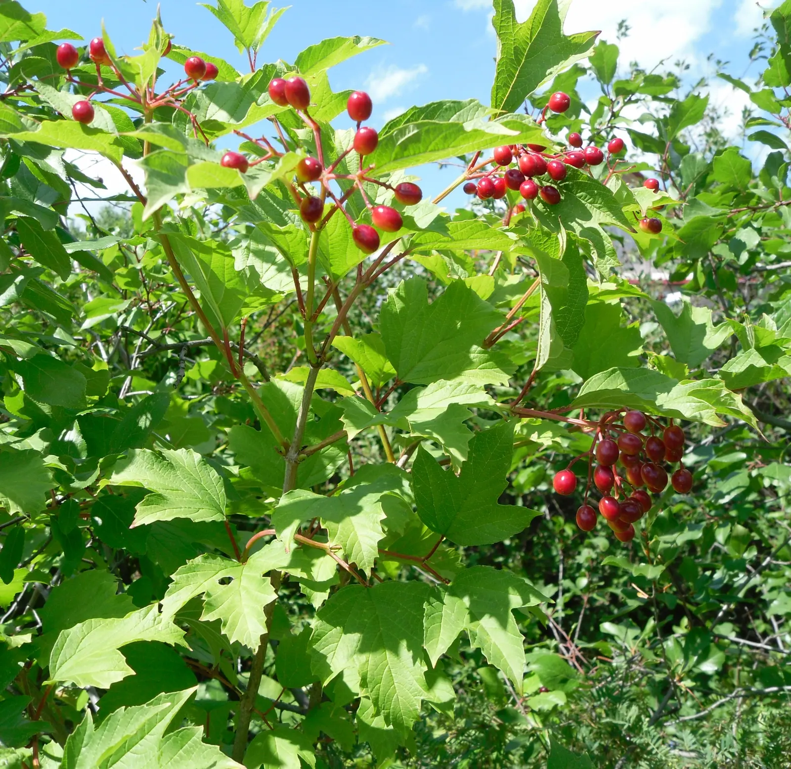 Common Snowball (Viburnum Opulus 'Roseum') — the Common Snowball thrives in well-drained; globe-shaped clusters of white flowers that resemble, image 65