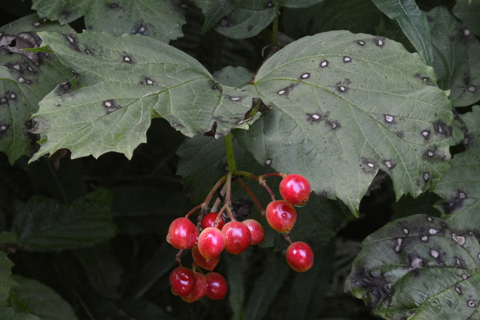 Common Snowball (Viburnum Opulus 'Roseum') — adding a layer of seasonal color variation, image 38