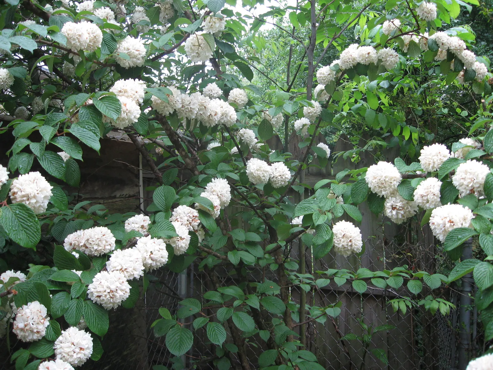 Common Snowball (Viburnum Opulus 'Roseum') — yet showy addition to their cultivated space