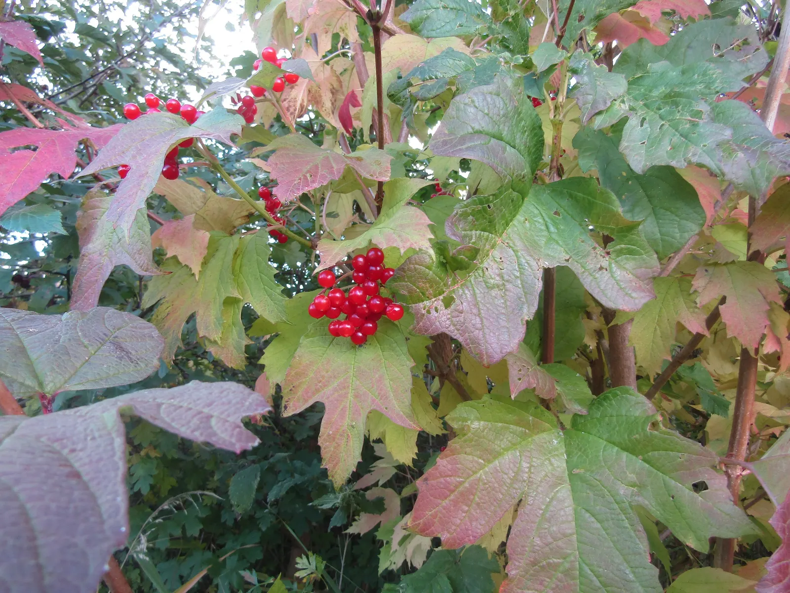 Common Snowball (Viburnum Opulus 'Roseum') — then transform to a radiant white in late spring; this Viburnum is resistant to many pests and diseases, image 110