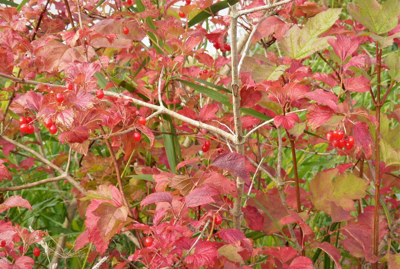 Common Snowball (Viburnum Opulus 'Roseum') — consider providing ample space for its mature size to allow for optimal growth and bloom production