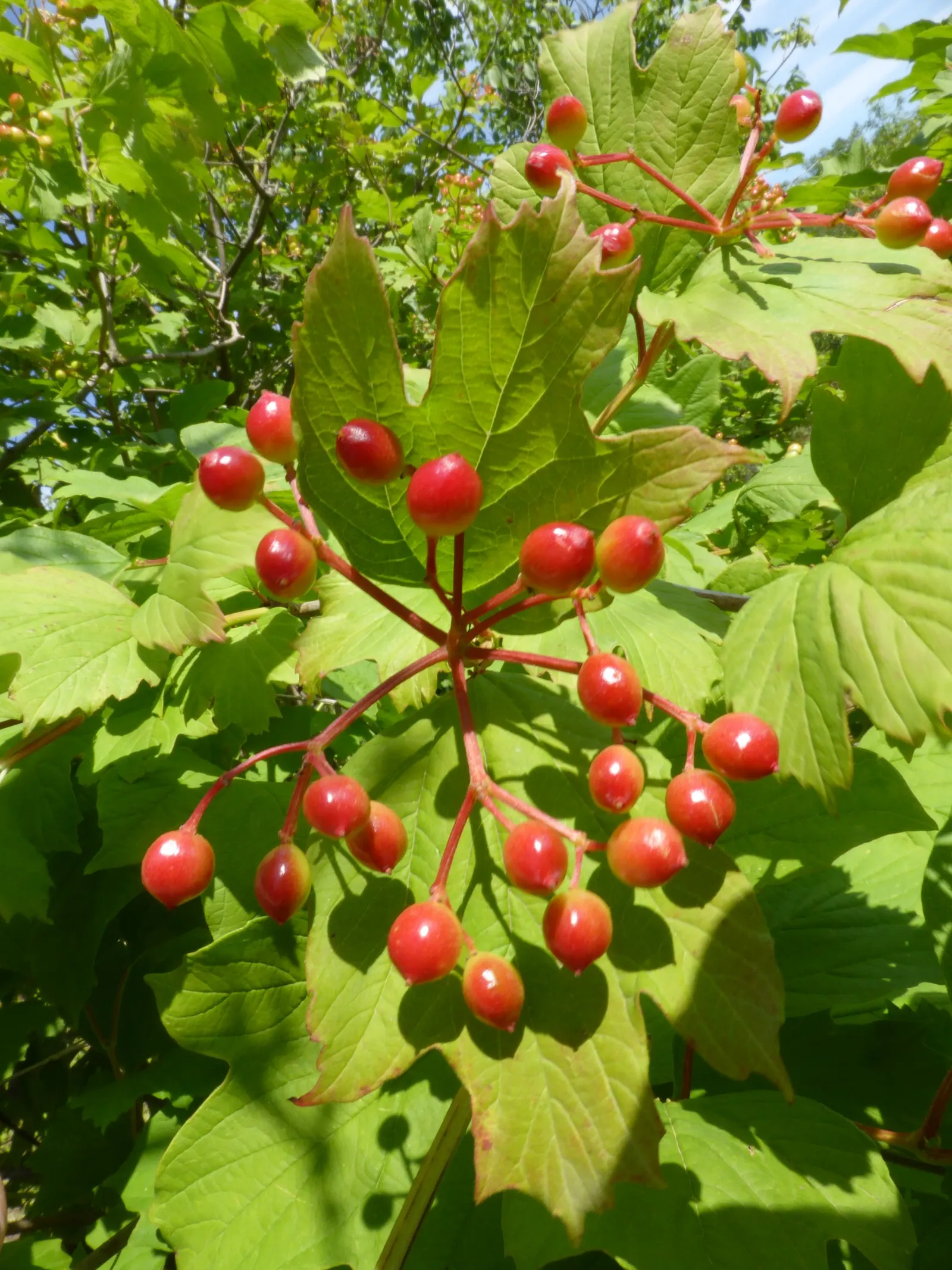 Common Snowball (Viburnum Opulus 'Roseum') — white flowers in the garden