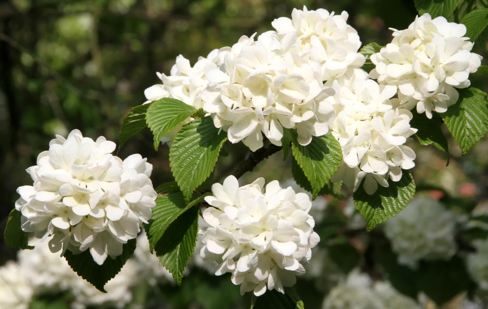 Common Snowball (Viburnum Opulus 'Roseum') — white flowers in the garden; globular blooms reminiscent of hydrangeas, image 73