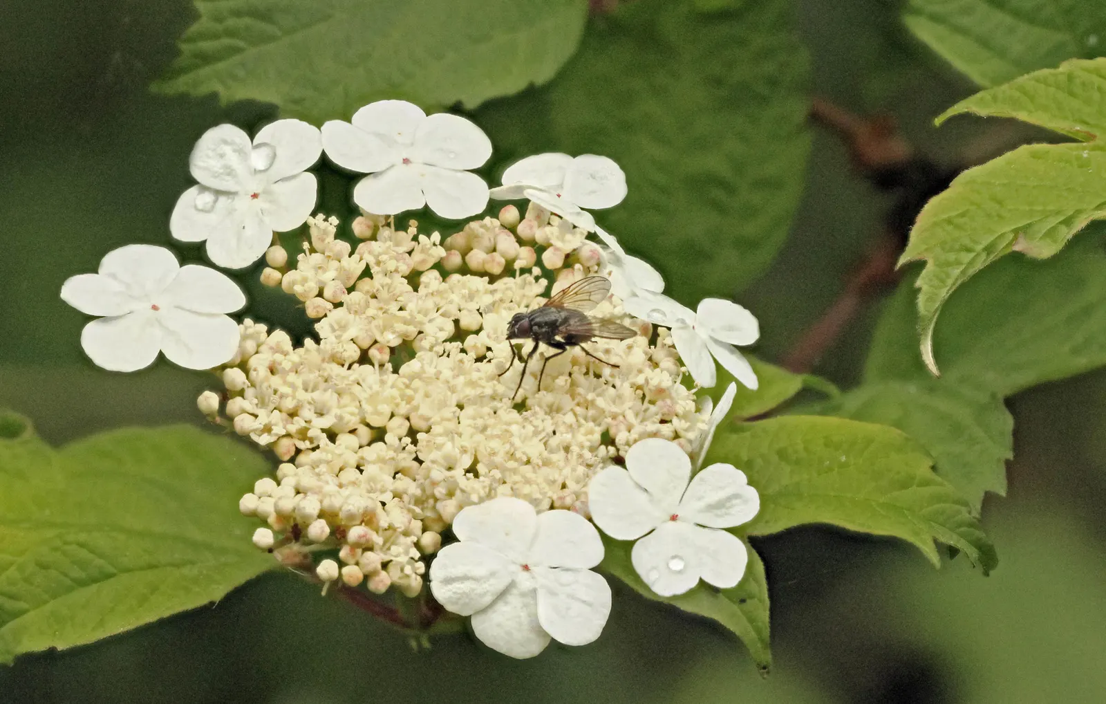 Common Snowball (Viburnum Opulus 'Roseum') — is a striking deciduous shrub; mature specimens reach 12 feet in height and spread, flourishing in full sun to