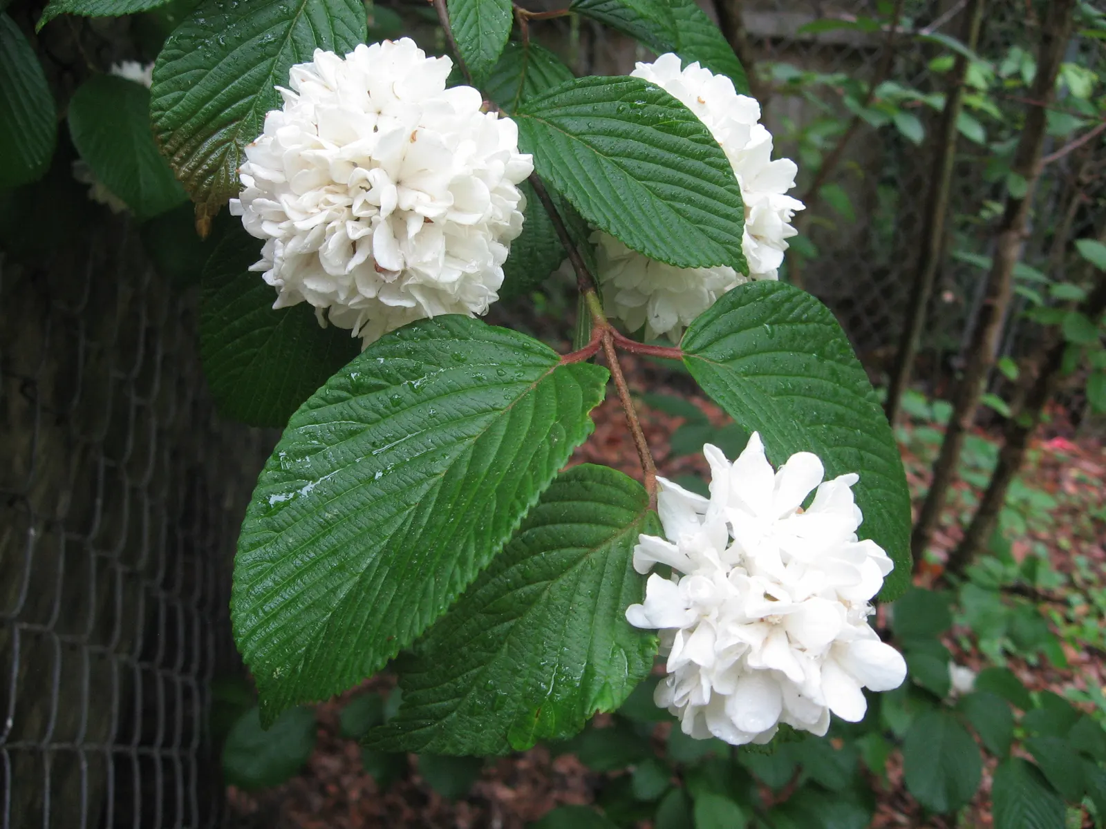 Common Snowball (Viburnum Opulus 'Roseum') — shrub with white blooms