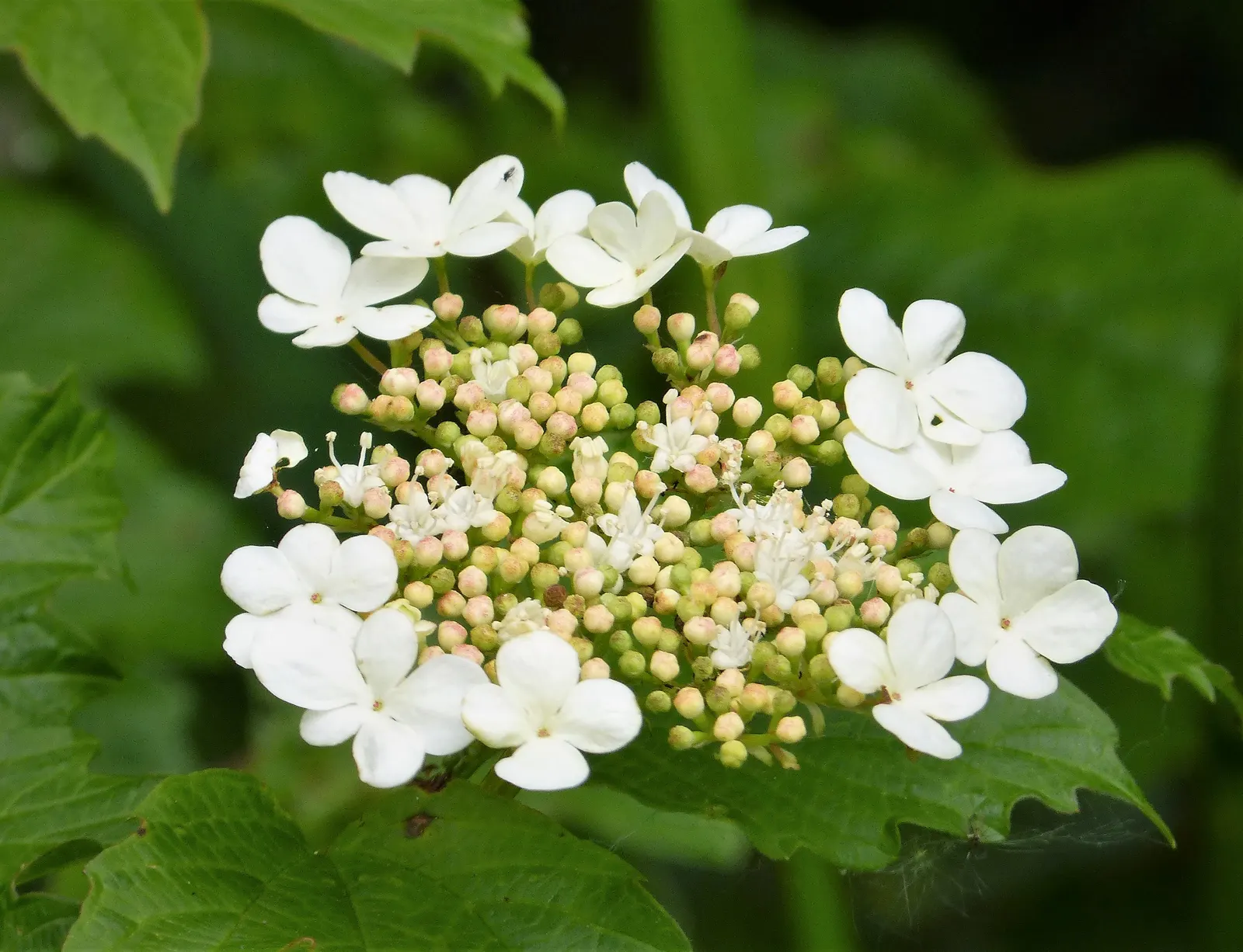 Common Snowball (Viburnum Opulus 'Roseum') — which ensures its long-term presence in the garden