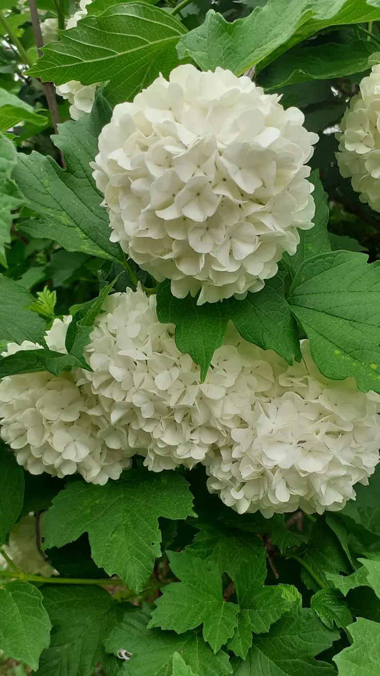 Common Snowball (Viburnum Opulus 'Roseum') — Mature specimens reach 12 feet in height and spread, flourishing in full sun to partial shade; shrub for full or