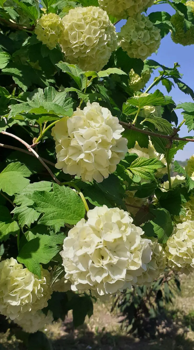 Common Snowball (Viburnum Opulus 'Roseum') — scientifically known as Viburnum opulus 'Roseum'; preferring full sun to partial shade