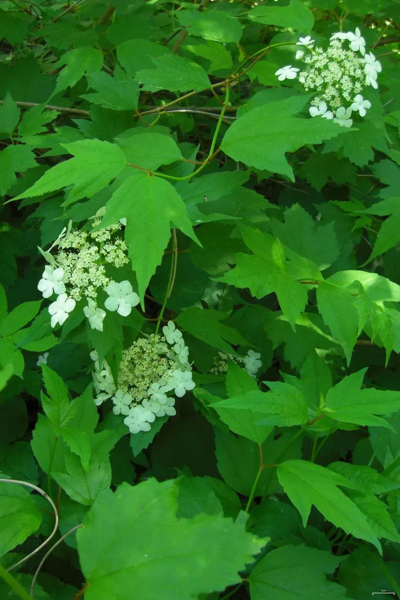Common Snowball (Viburnum Opulus 'Roseum') — When planning its placement