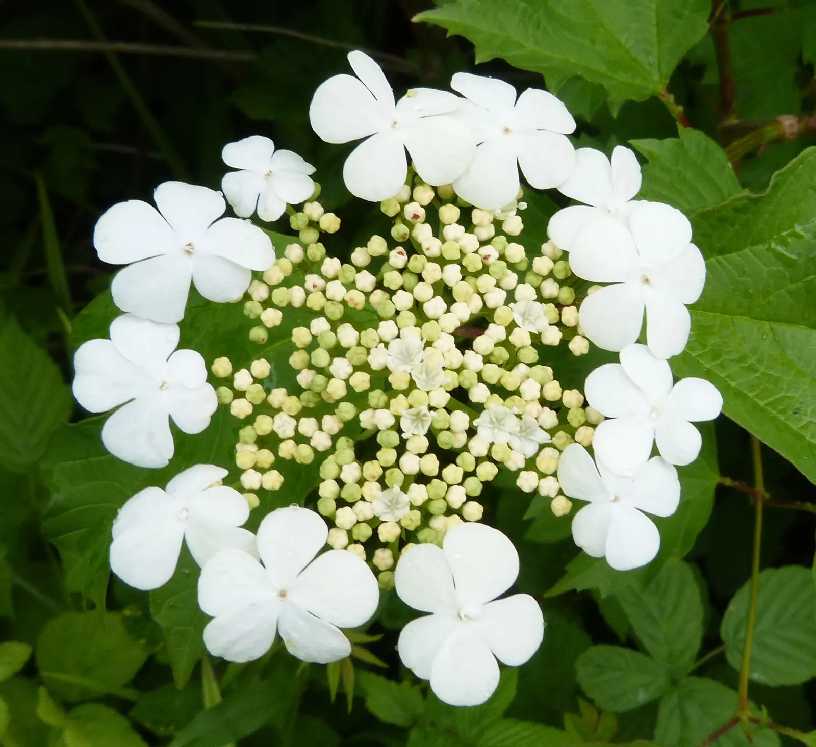 Common Snowball (Viburnum Opulus 'Roseum') — the Viburnum opulus 'Roseum' presents a compelling choice for clients desiring a low-maintenance