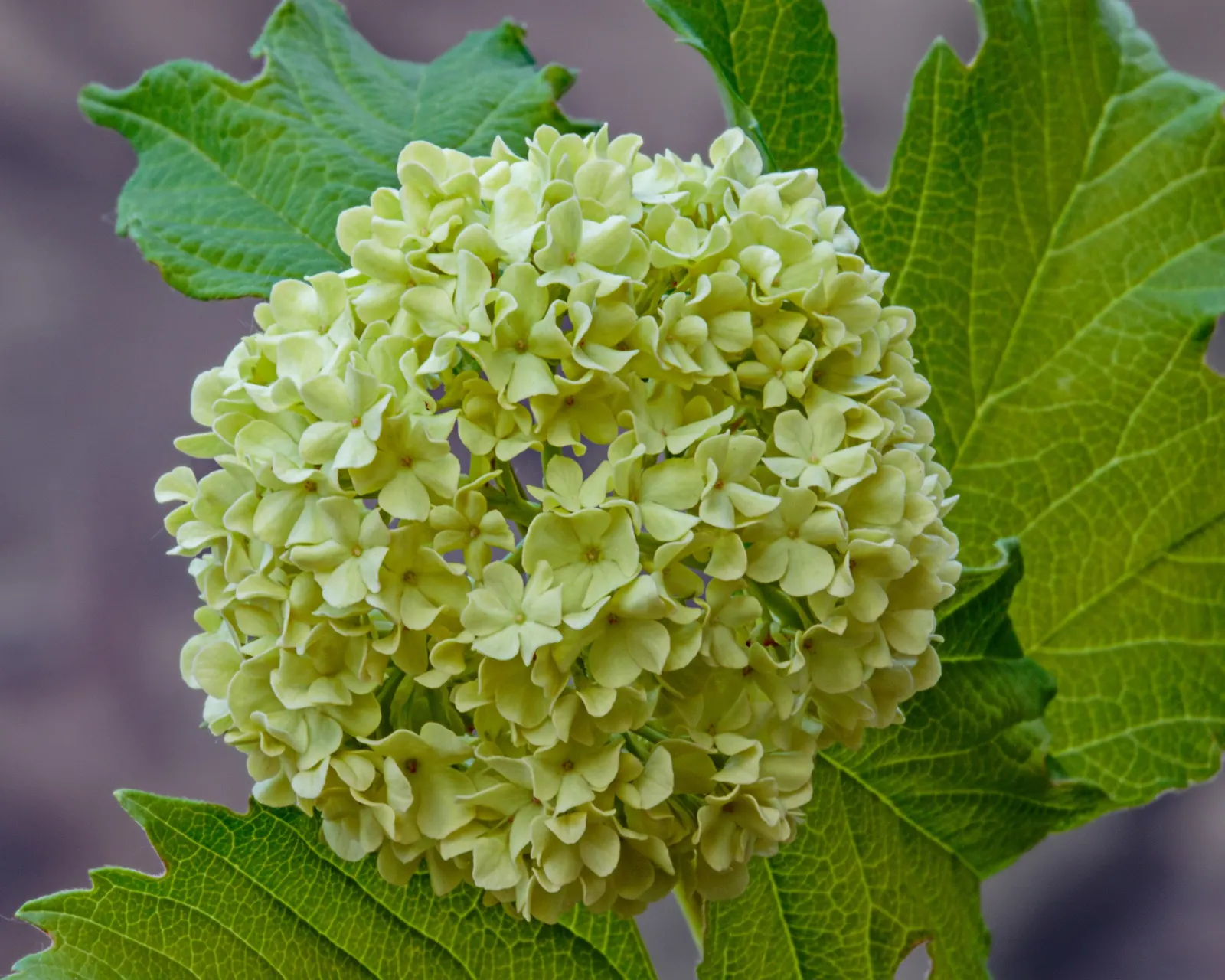 Common Snowball (Viburnum Opulus 'Roseum') — globe-shaped clusters of white flowers that resemble snowballs; with a naturally rounded form that offers a lush