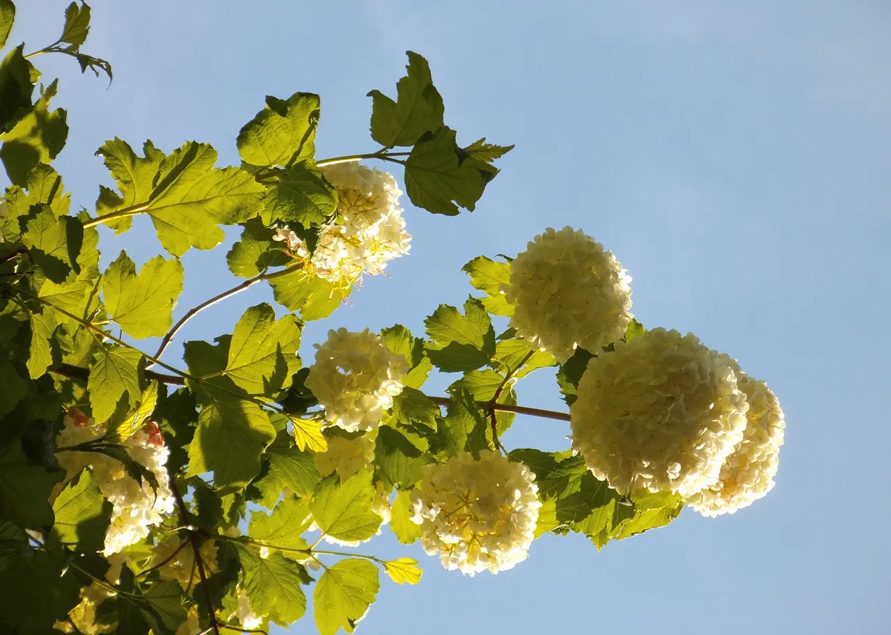 Common Snowball (Viburnum Opulus 'Roseum') — the Viburnum opulus 'Roseum' presents a compelling choice for clients desiring a low-maintenance; when, image 71