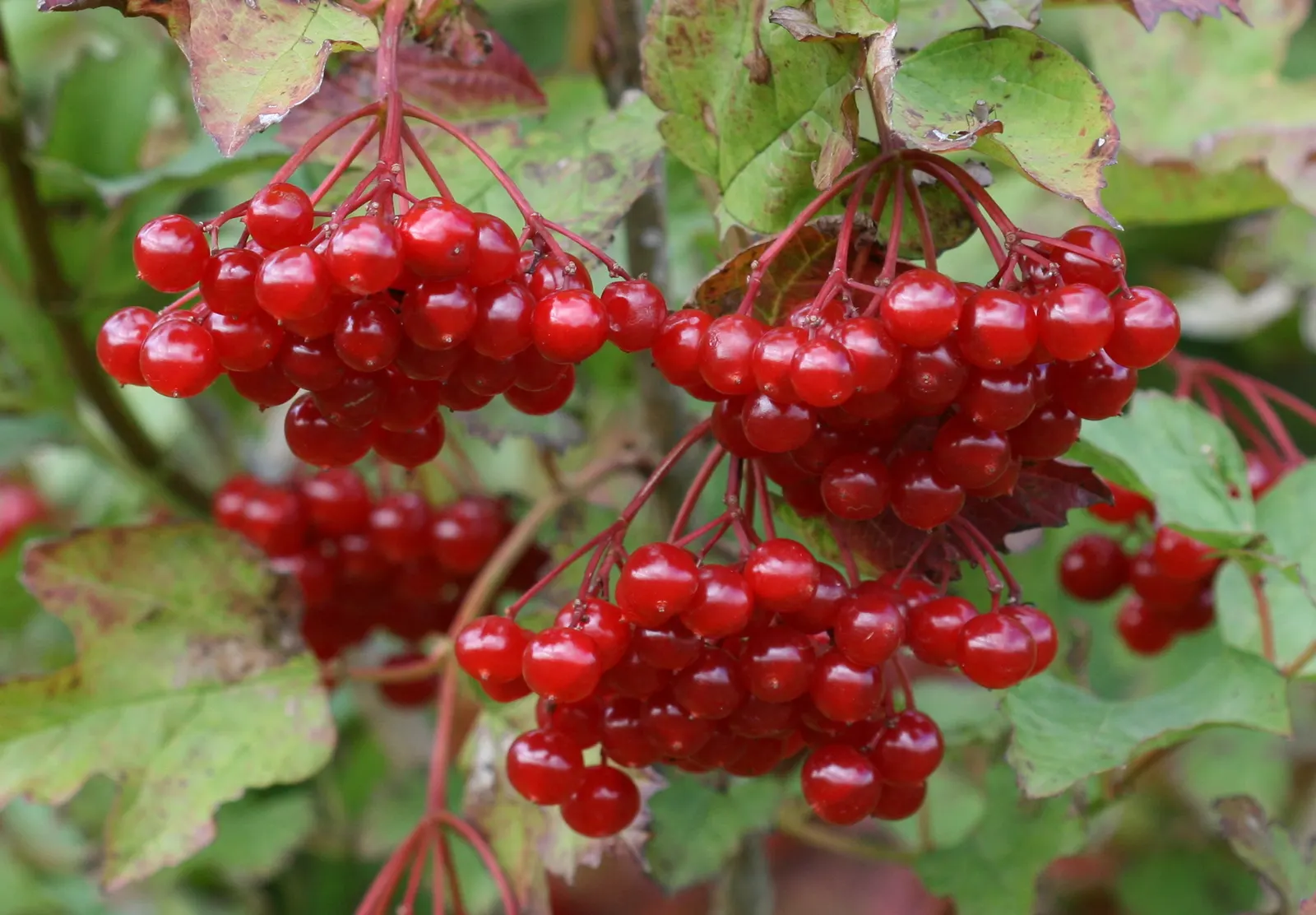 Common Snowball (Viburnum Opulus 'Roseum') — shrub for full or half