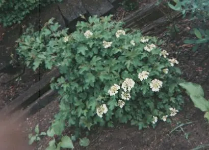 Common Snowball (Viburnum Opulus 'Roseum') — Mature specimens reach 12 feet in height and spread, flourishing in full sun to partial shade
