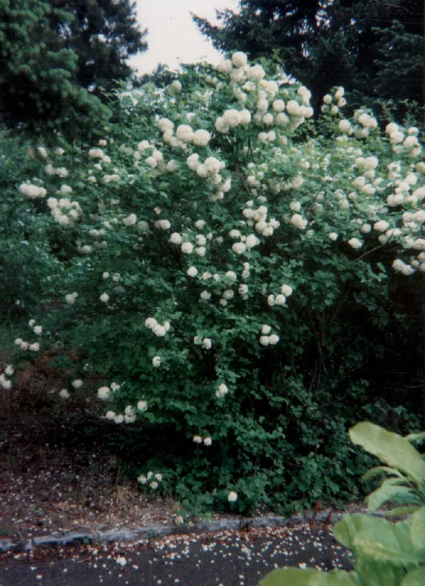 Common Snowball (Viburnum Opulus 'Roseum') — When planning its placement; hardy in zones 3-8, this viburnum variety offers a low-maintenance, showy, image 69