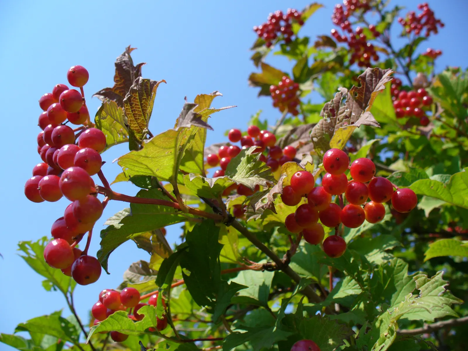 Common Snowball (Viburnum Opulus 'Roseum') — The foliage generates further interest with a transition to a purplish-red hue in the fall