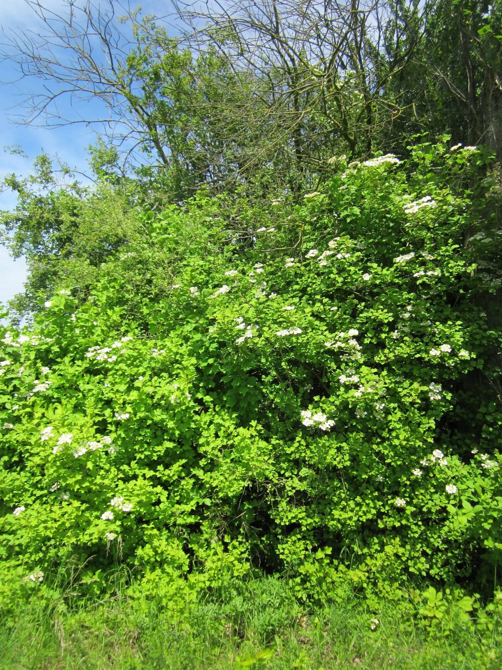 Common Snowball (Viburnum Opulus 'Roseum') — adding a layer of seasonal color variation