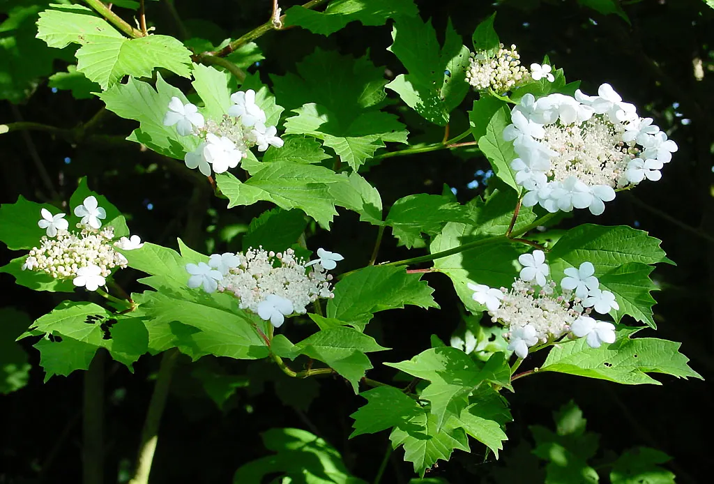 Common Snowball (Viburnum Opulus 'Roseum') — Preferring full sun to partial shade