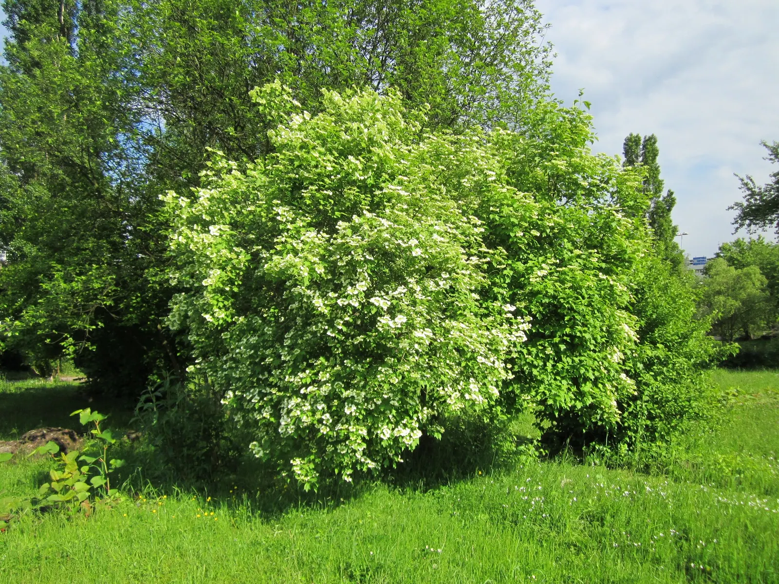 Common Snowball (Viburnum Opulus 'Roseum') — scientifically known as Viburnum opulus 'Roseum'