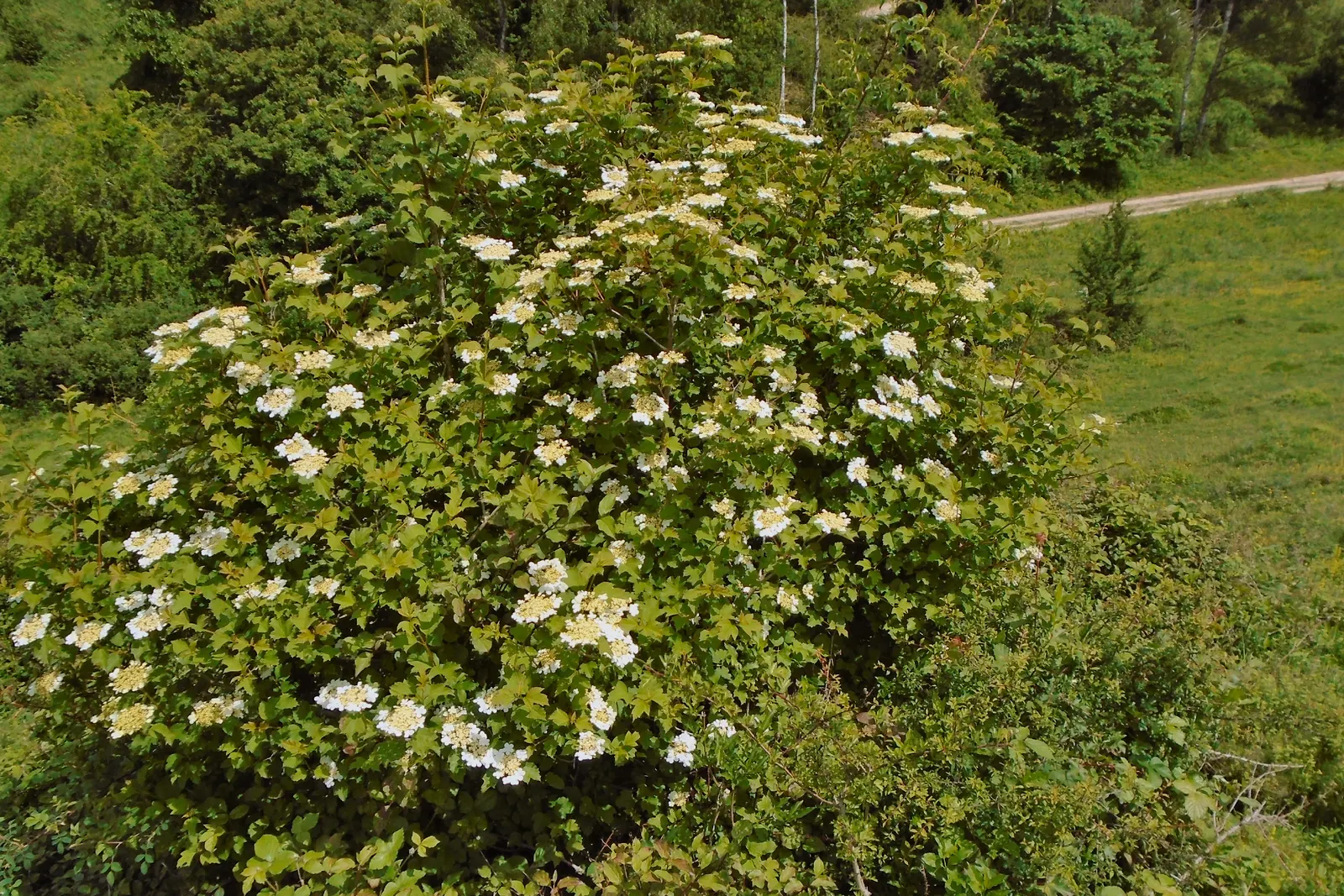 Common Snowball (Viburnum Opulus 'Roseum') — is a striking deciduous shrub