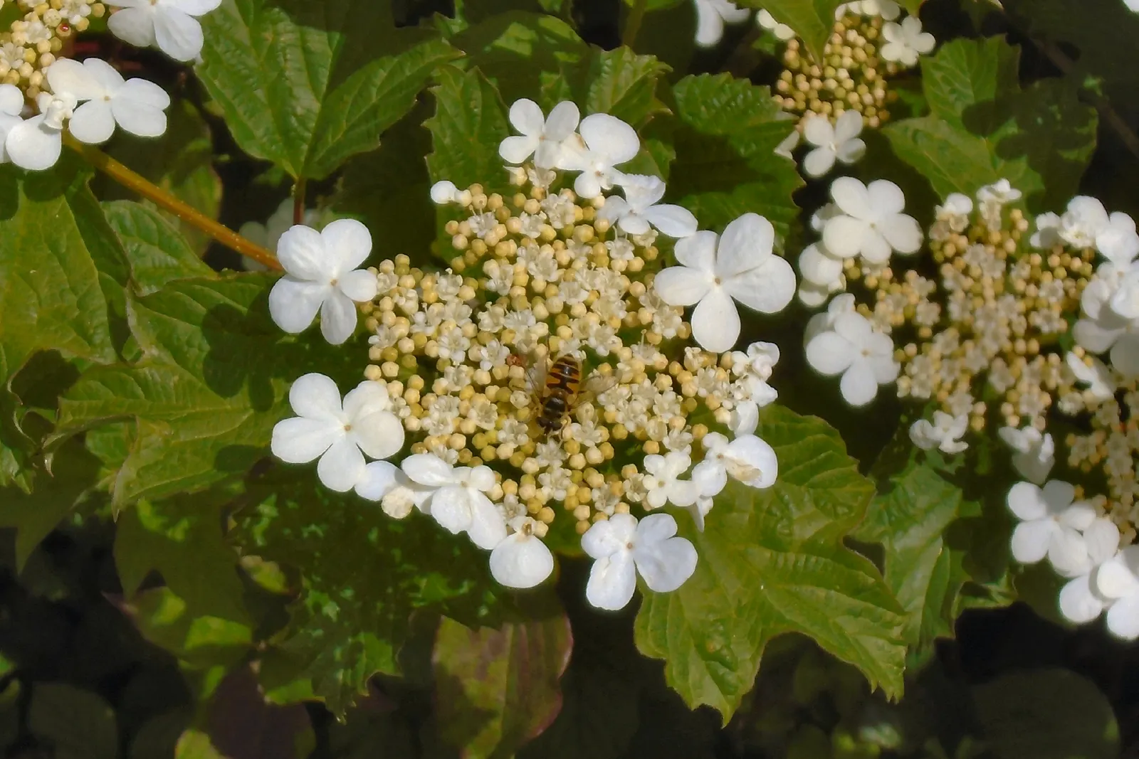 Common Snowball (Viburnum Opulus 'Roseum') — globe-shaped clusters of white flowers that resemble snowballs