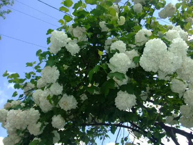 Common Snowball (Viburnum Opulus 'Roseum') — consider providing ample space for its mature size to allow for optimal growth and bloom production, image 70
