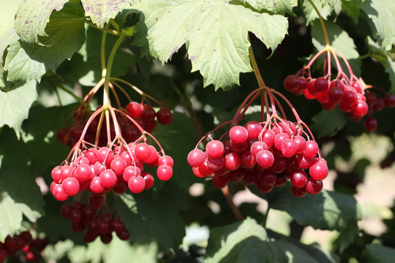 Common Snowball (Viburnum Opulus 'Roseum') — the Common Snowball thrives in well-drained