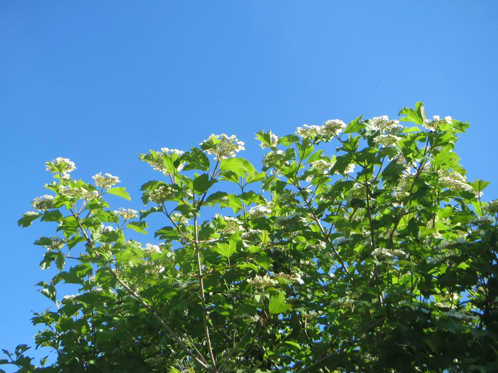 Common Snowball (Viburnum Opulus 'Roseum') — These blossoms span up to 3 inches across and grace the plant in spring