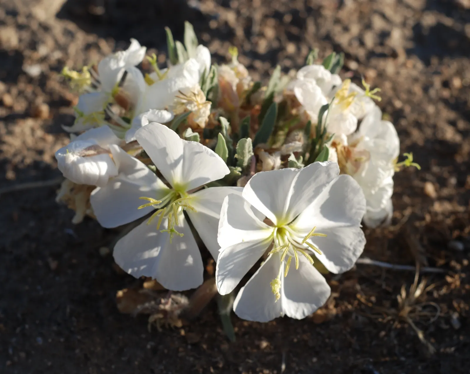 Desert Evening Primrose (Oenothera Deltoides) — attracting pollinators like moths