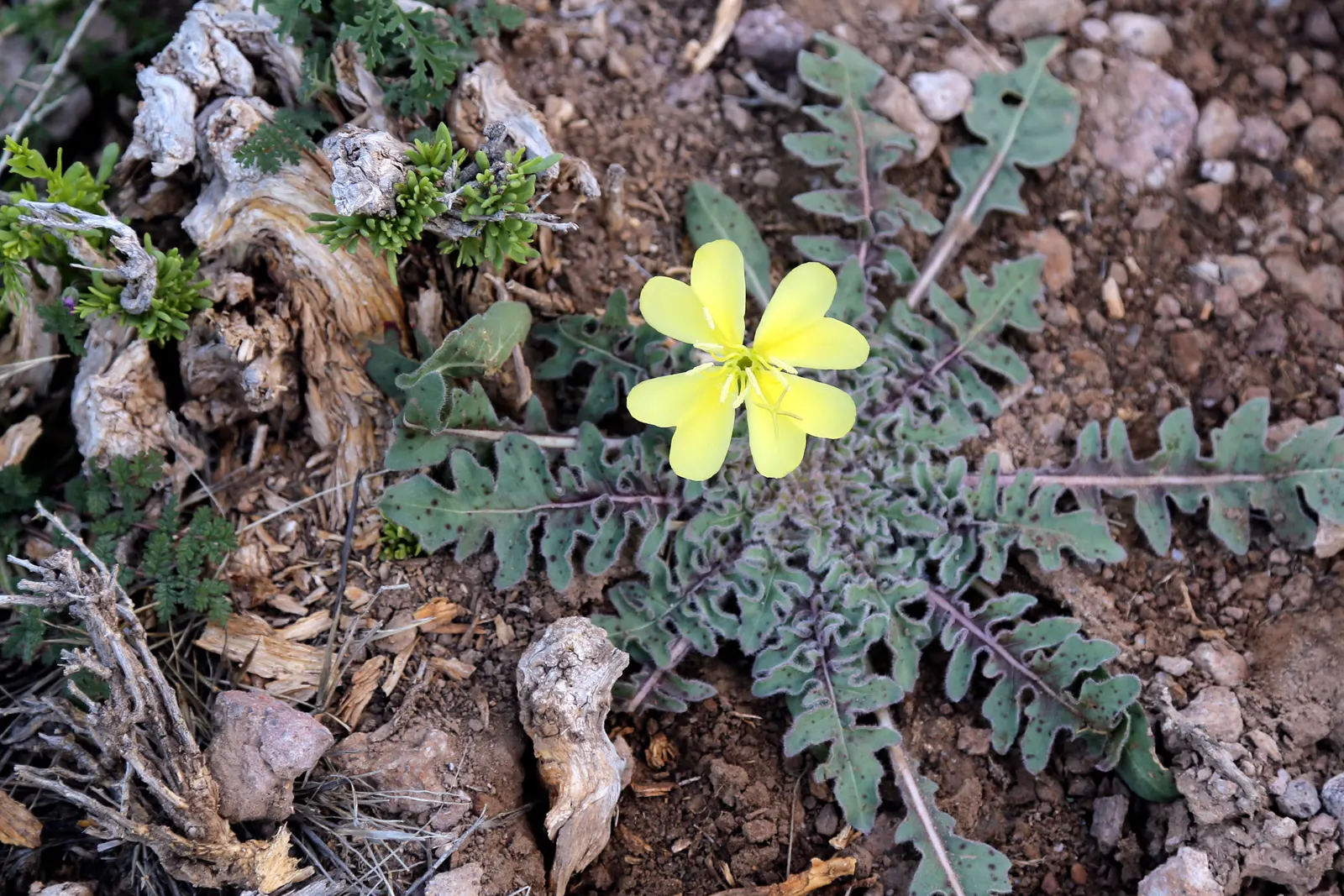 Desert Evening Primrose (Oenothera Deltoides) — provide this plant with full sun exposure