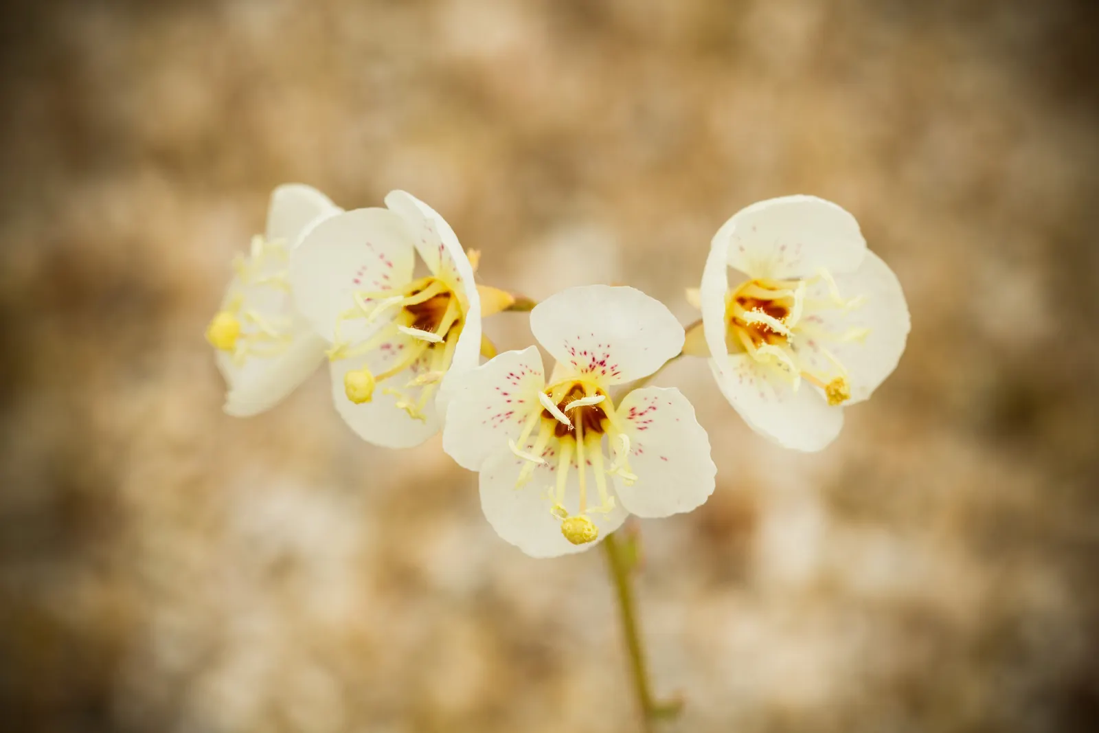 Desert Evening Primrose (Oenothera Deltoides) — although it can tolerate some light shade