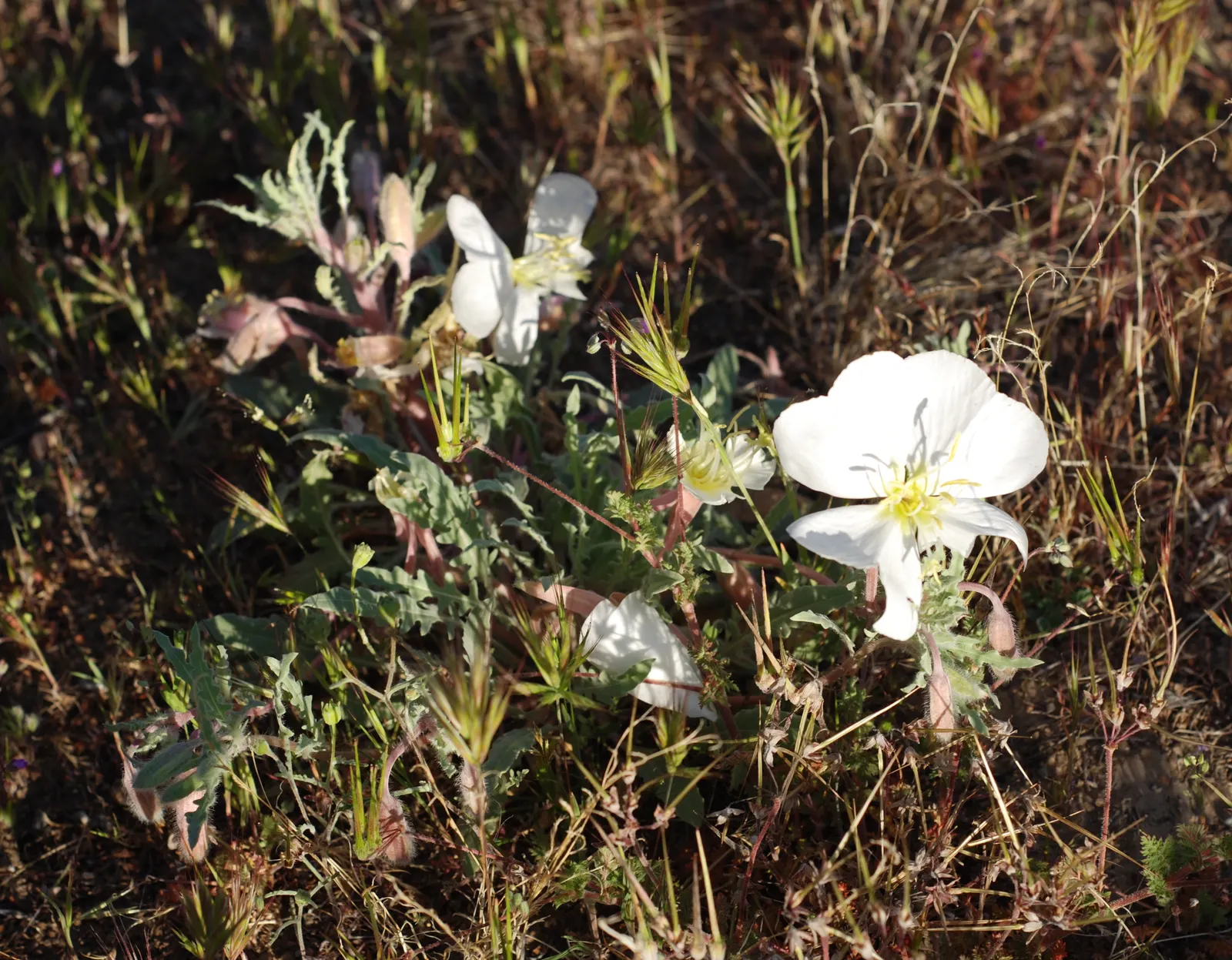 Desert Evening Primrose (Oenothera Deltoides) — Oenothera deltoides boasts a sprawling habit that features lance-shaped leaves up to 3 inches long
