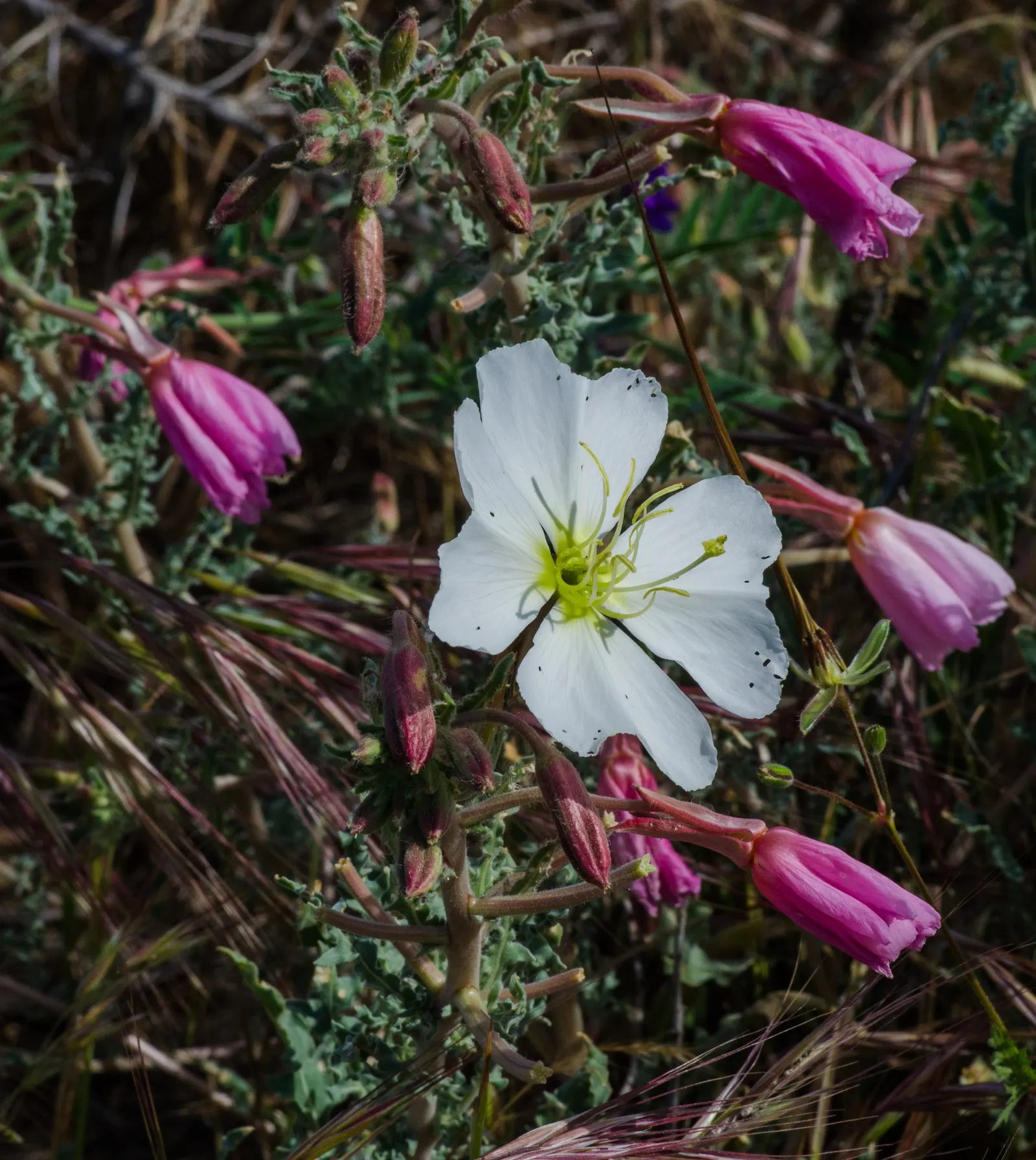 Desert Evening Primrose (Oenothera Deltoides) — It is best to inform clients that while this plant self-seeds