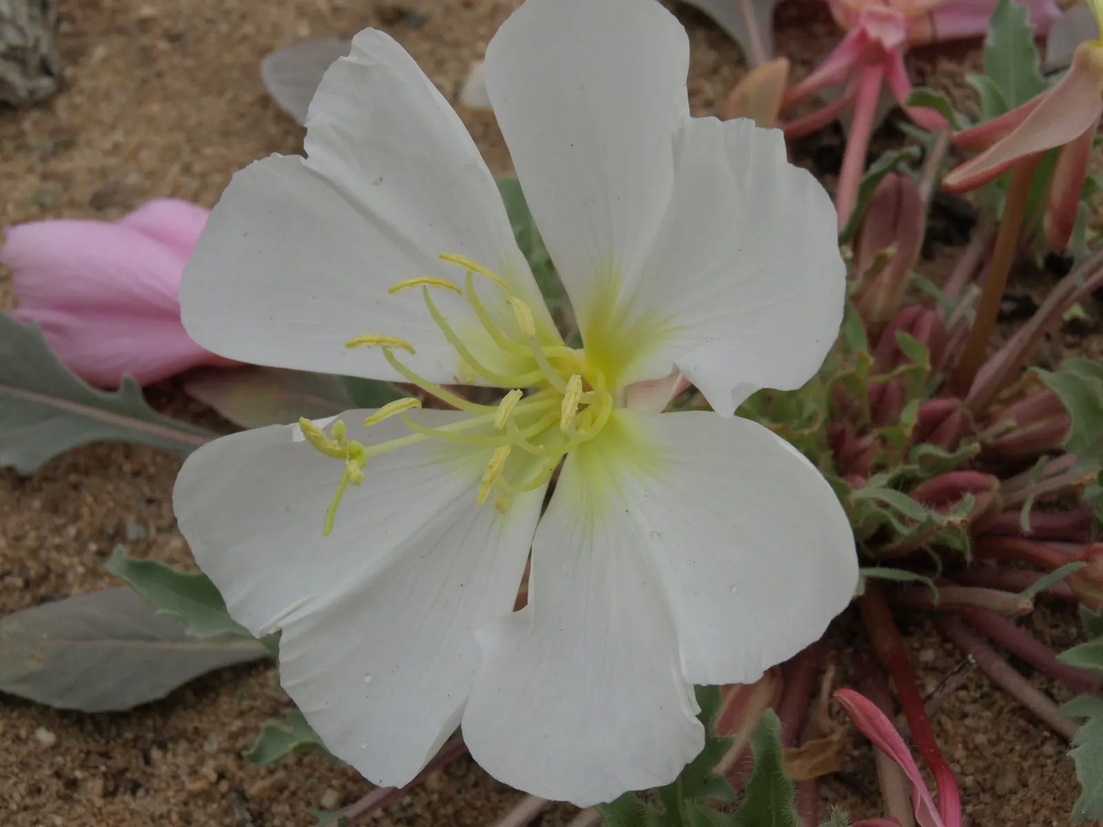 Desert Evening Primrose (Oenothera Deltoides) — making it an unobtrusive choice that promises vivid blooms and drought endurance