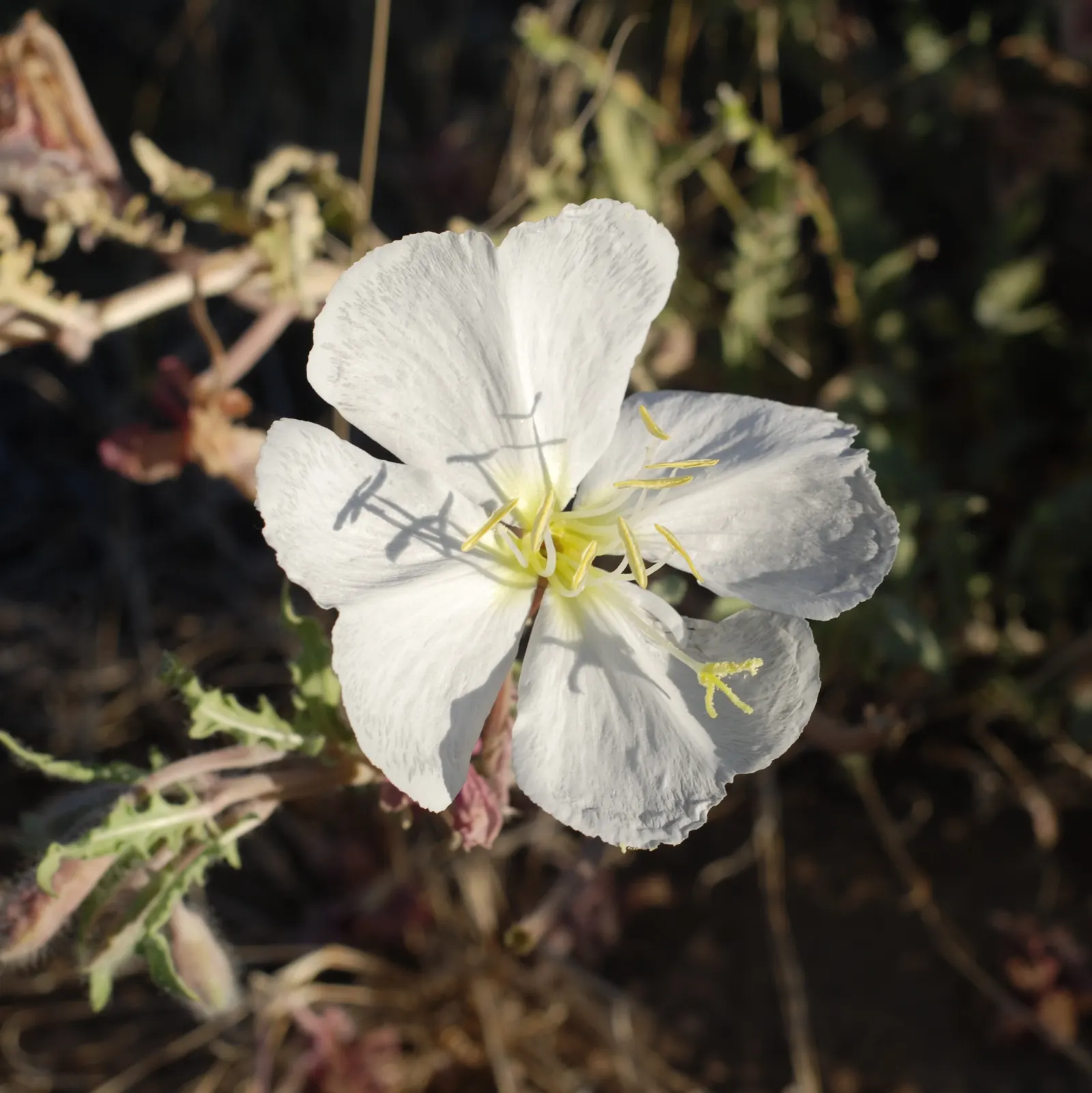 Desert Evening Primrose (Oenothera Deltoides) — offering a subtle color transition that can add visual interest to the garden.<br><br>For optimal growth