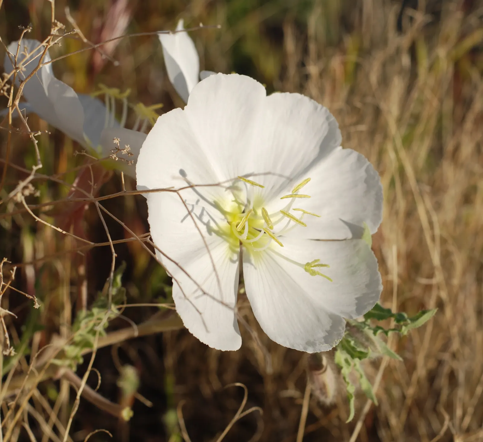 Desert Evening Primrose (Oenothera Deltoides) — fragrant blooms that open at dusk