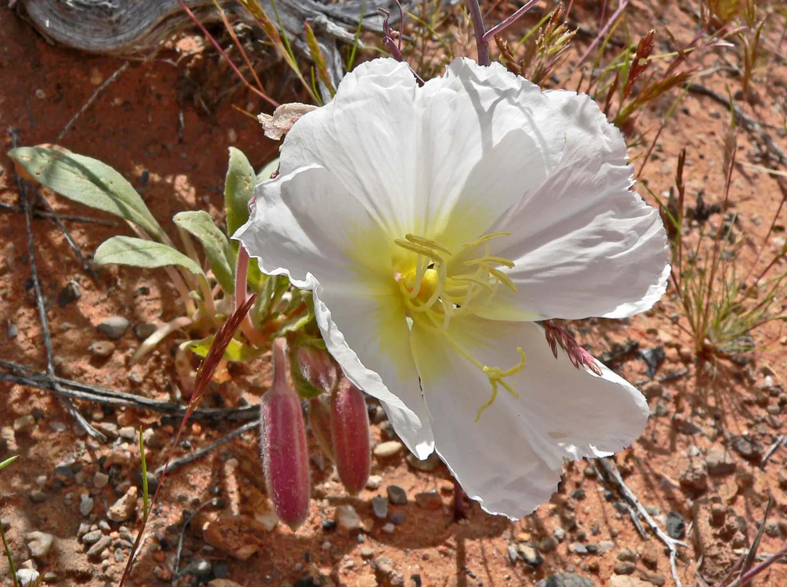 Desert Evening Primrose (Oenothera Deltoides) — plant it in an environment that mimics its natural sandy or gravelly deserts