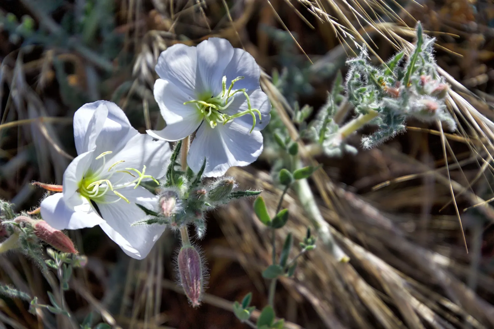 Desert Evening Primrose (Oenothera Deltoides) — Flourishing in USDA Hardiness Zones 7-10