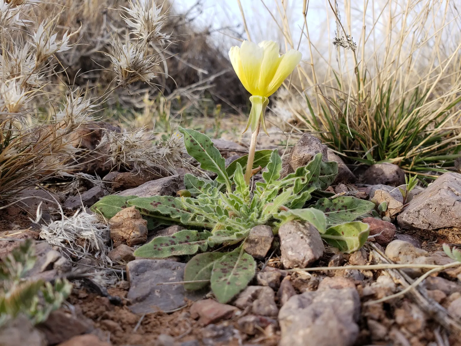 Desert Evening Primrose (Oenothera Deltoides) — The flowers often turn pink as they age