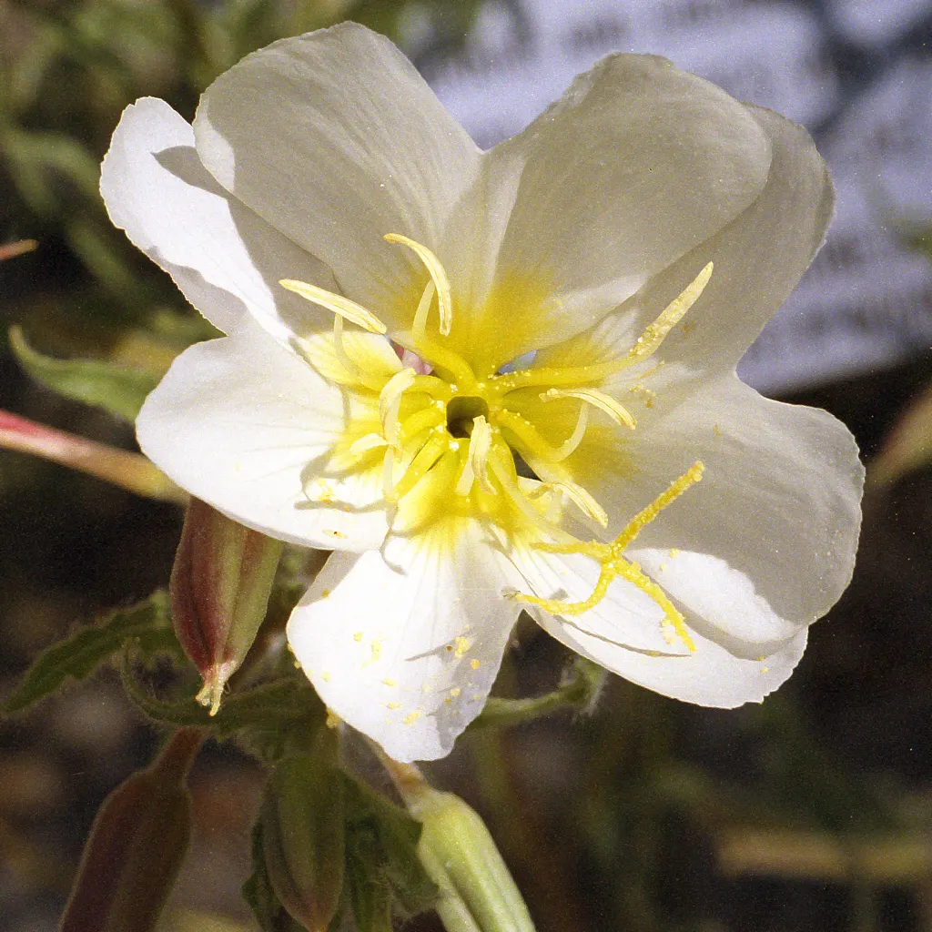 Desert Evening Primrose (Oenothera Deltoides) — Ideal for creating dainty accents in xeriscapes