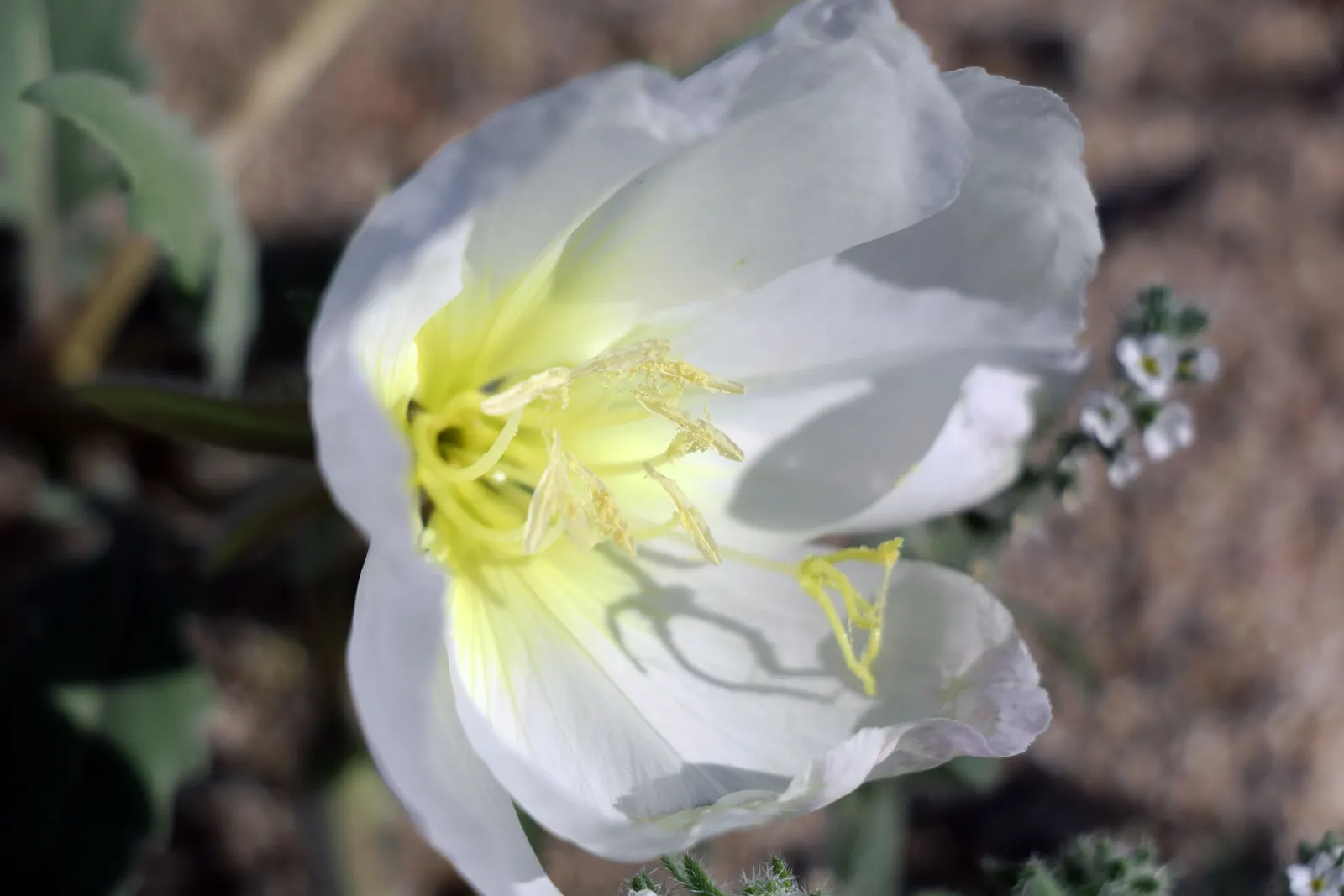 Desert Evening Primrose (Oenothera Deltoides) — its flowers and silver-green foliage attract pollinators while providing a touch of nocturnal beauty
