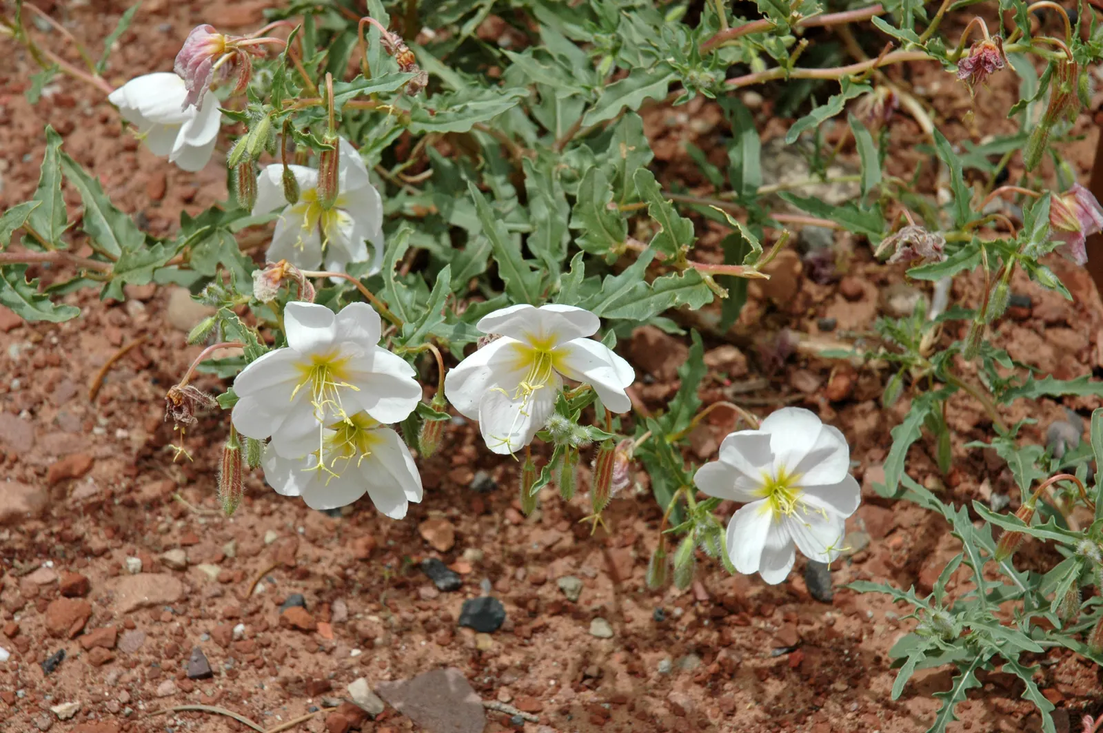 Desert Evening Primrose (Oenothera Deltoides) — Its characteristic bloom unfolds in the evening (hence the name 'evening primrose')