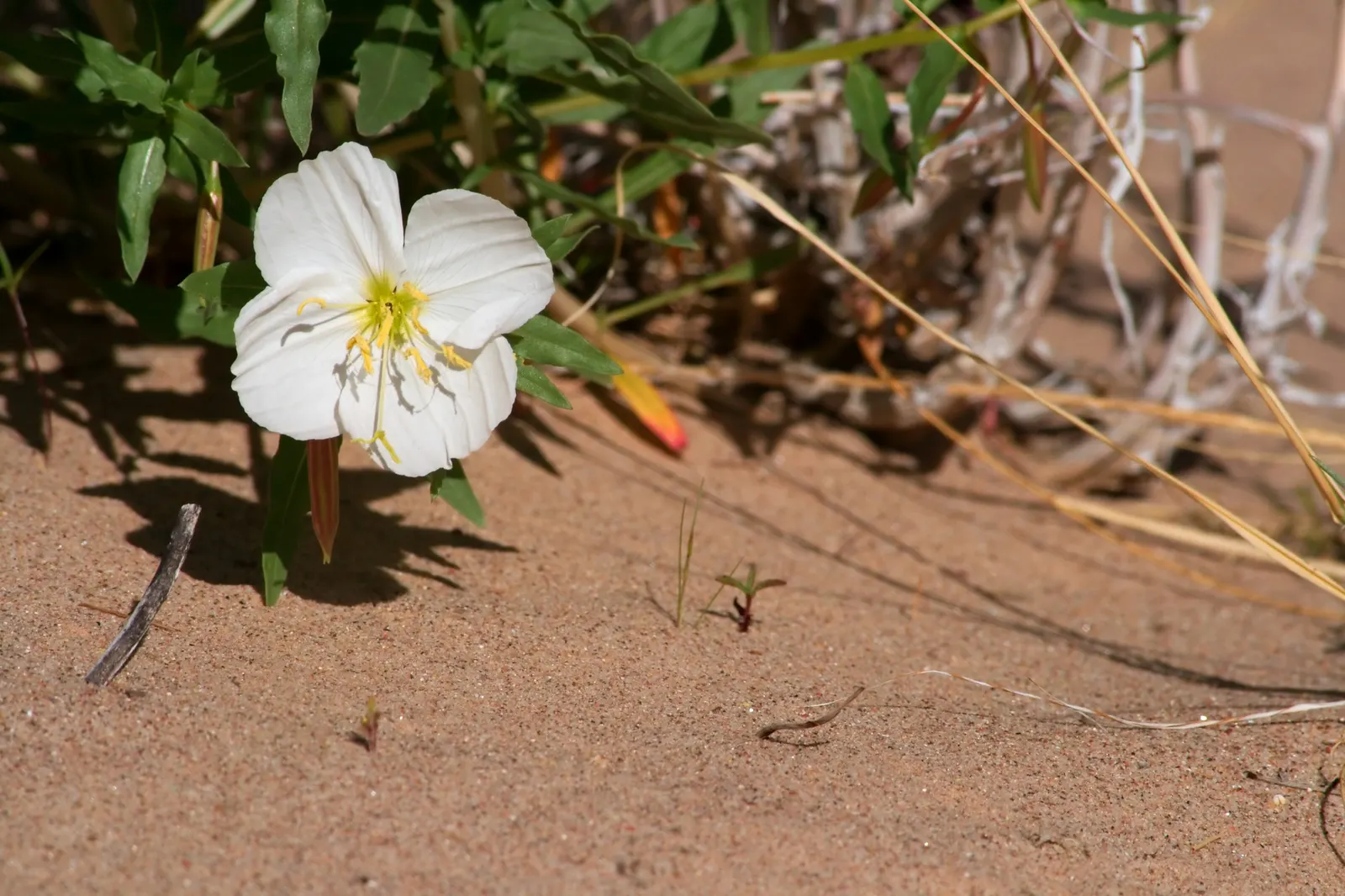 Desert Evening Primrose (Oenothera Deltoides) — it spans 1-2 feet in width and 6-12 inches in height