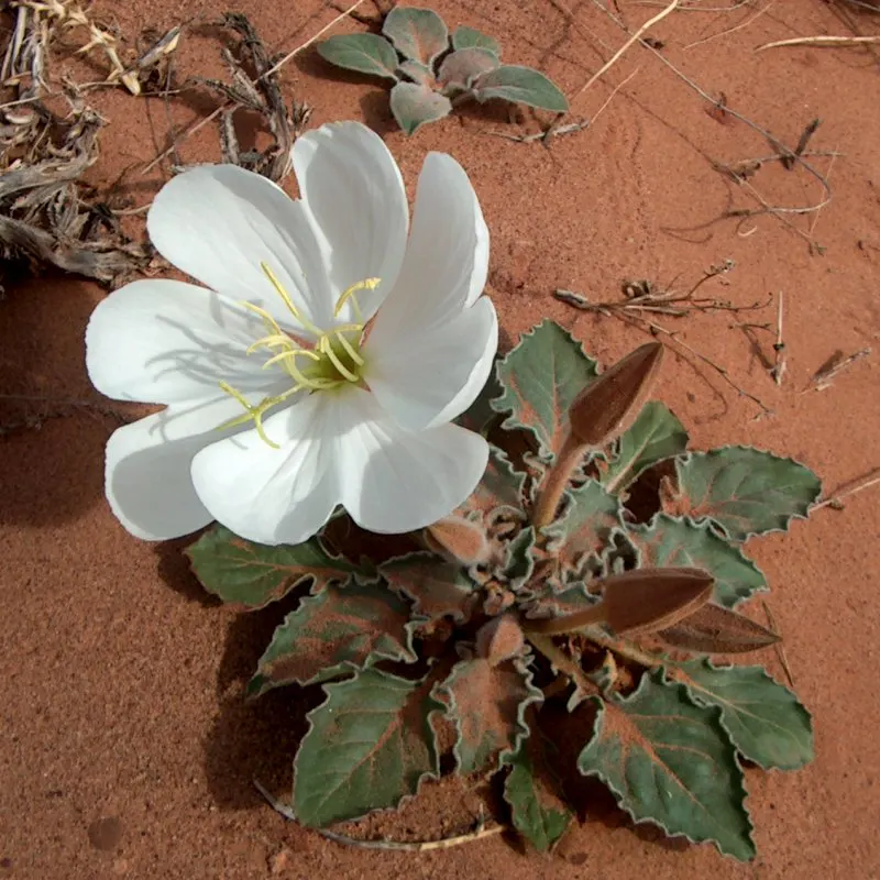 Desert Evening Primrose (Oenothera Deltoides) — showy white flowers that can span up to 4 inches across when fully open