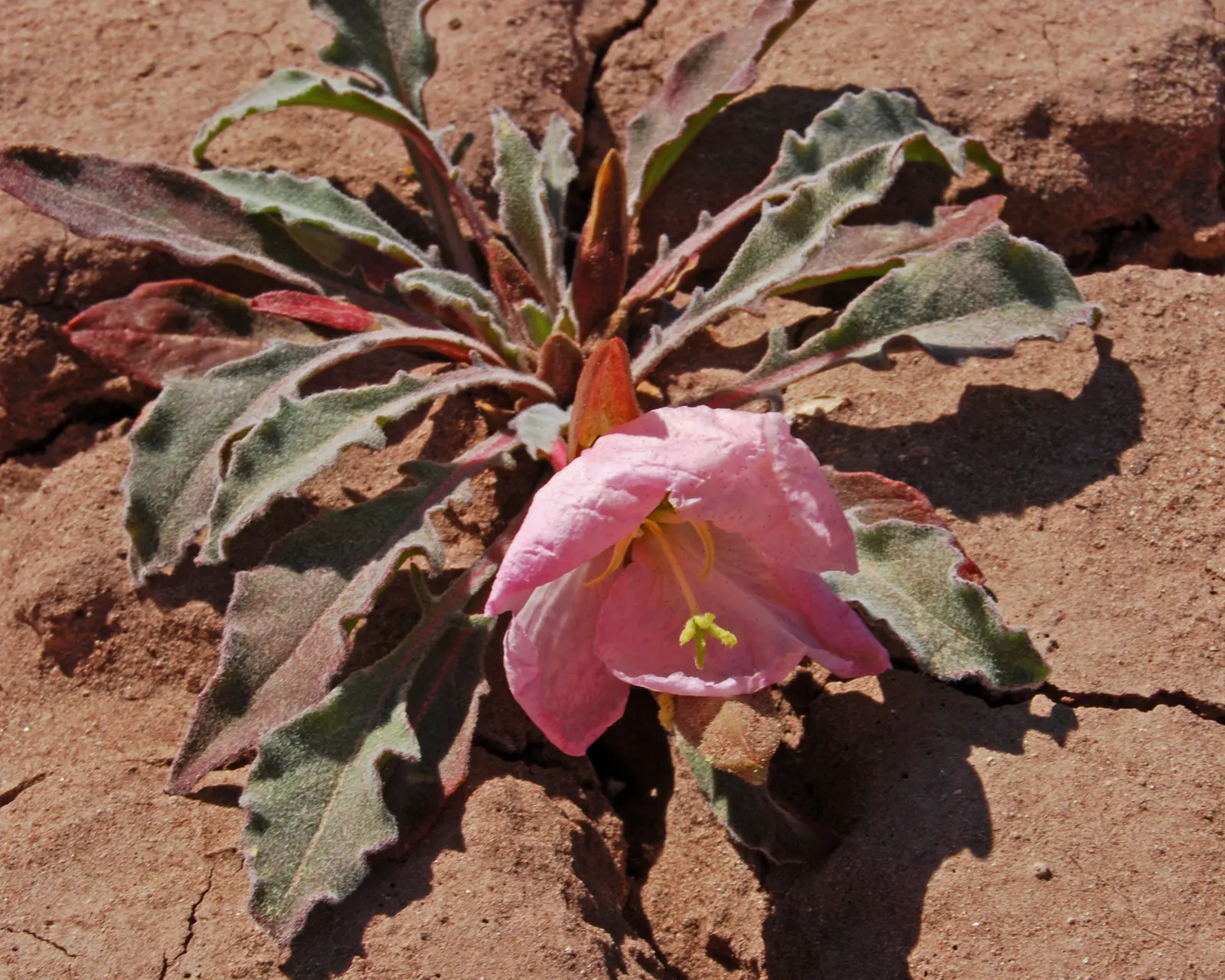 Desert Evening Primrose (Oenothera Deltoides) — perennial for full or half