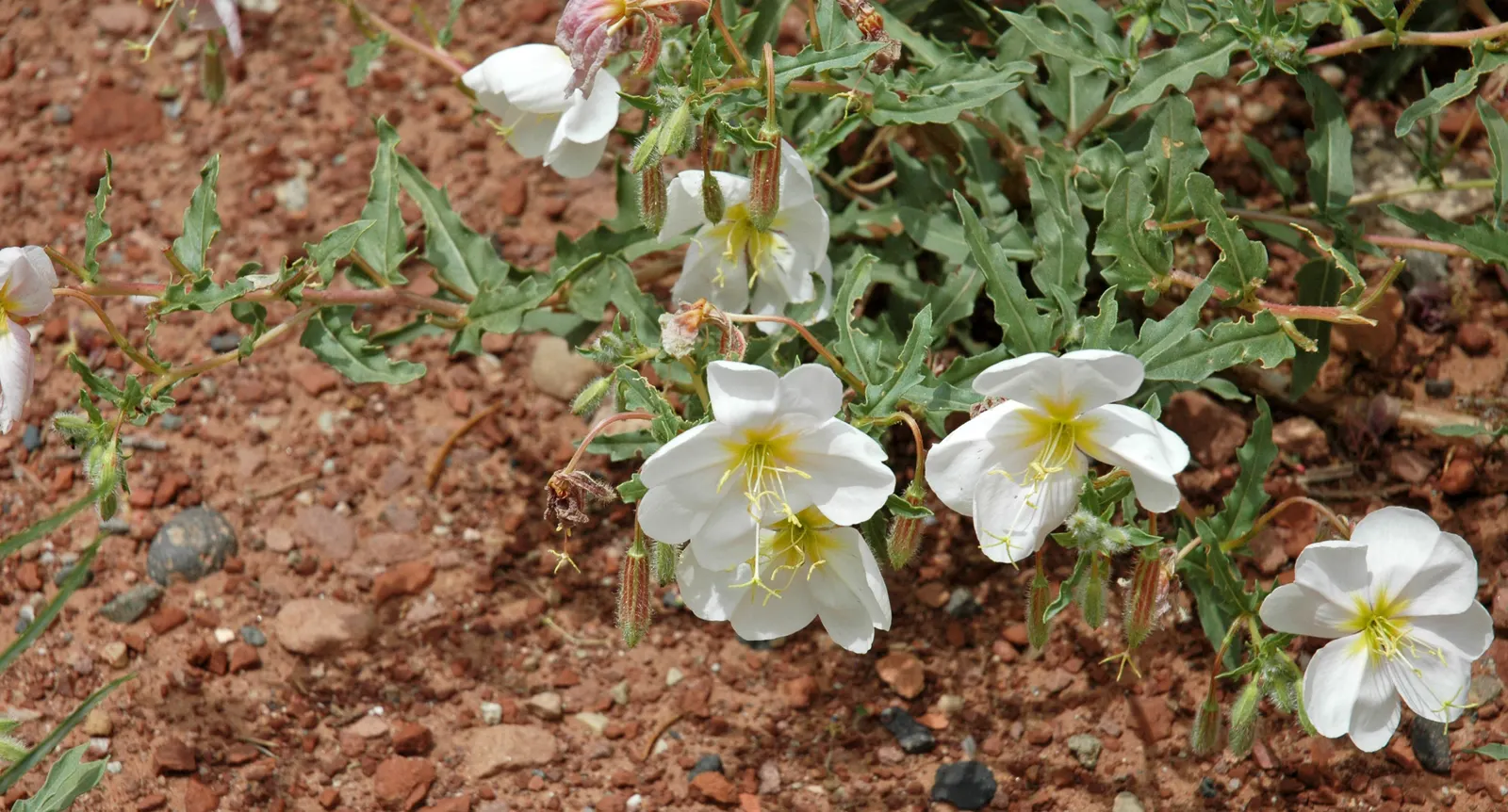 Desert Evening Primrose (Oenothera Deltoides) — releasing a pleasant fragrance throughout the night